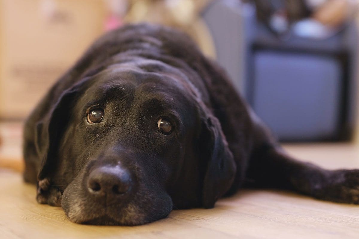 The 10 Best Dog Breeds for Empty Nesters Pet Hub USA