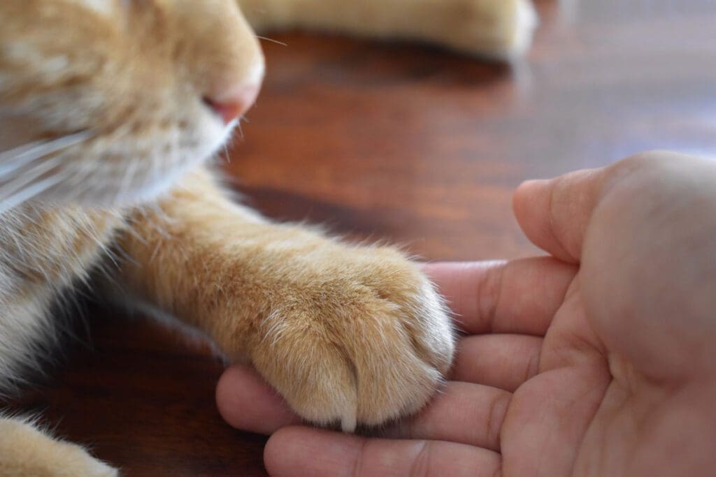 Cat paw inside a human hand