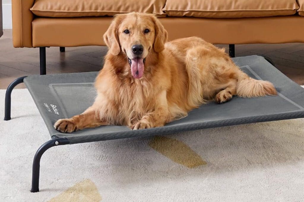 Why You Should Consider an Elevated Dog Bed