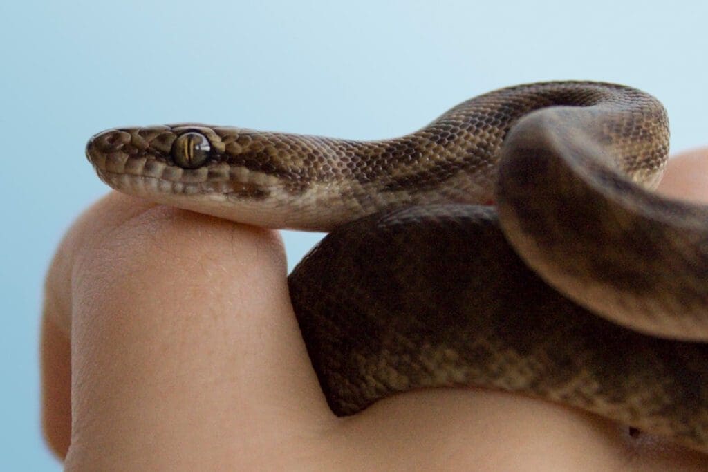 The 10 Best Snakes for New Reptile Owners