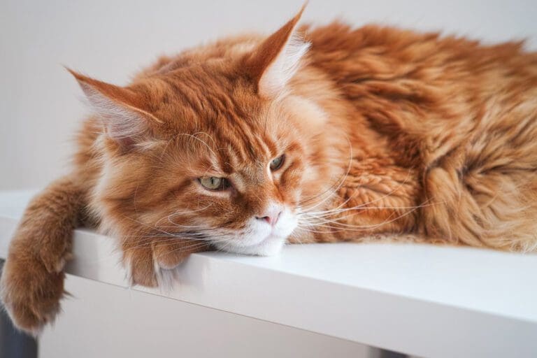 Maine Coon