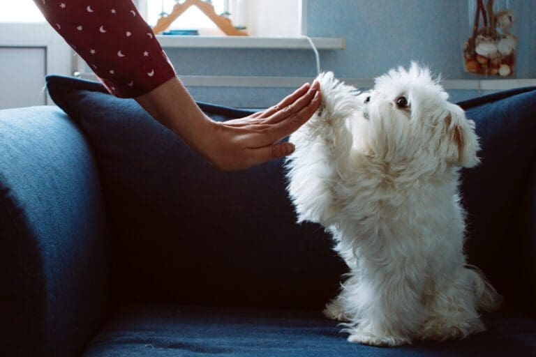 Maltese