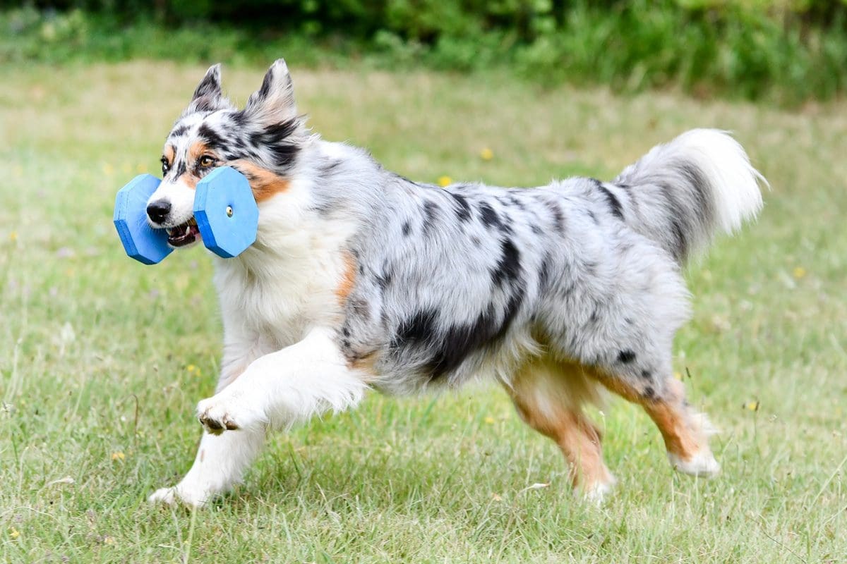 The 10 Best Dog Breeds for Empty Nesters Pet Hub USA