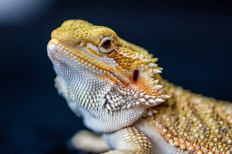 A bearded dragon