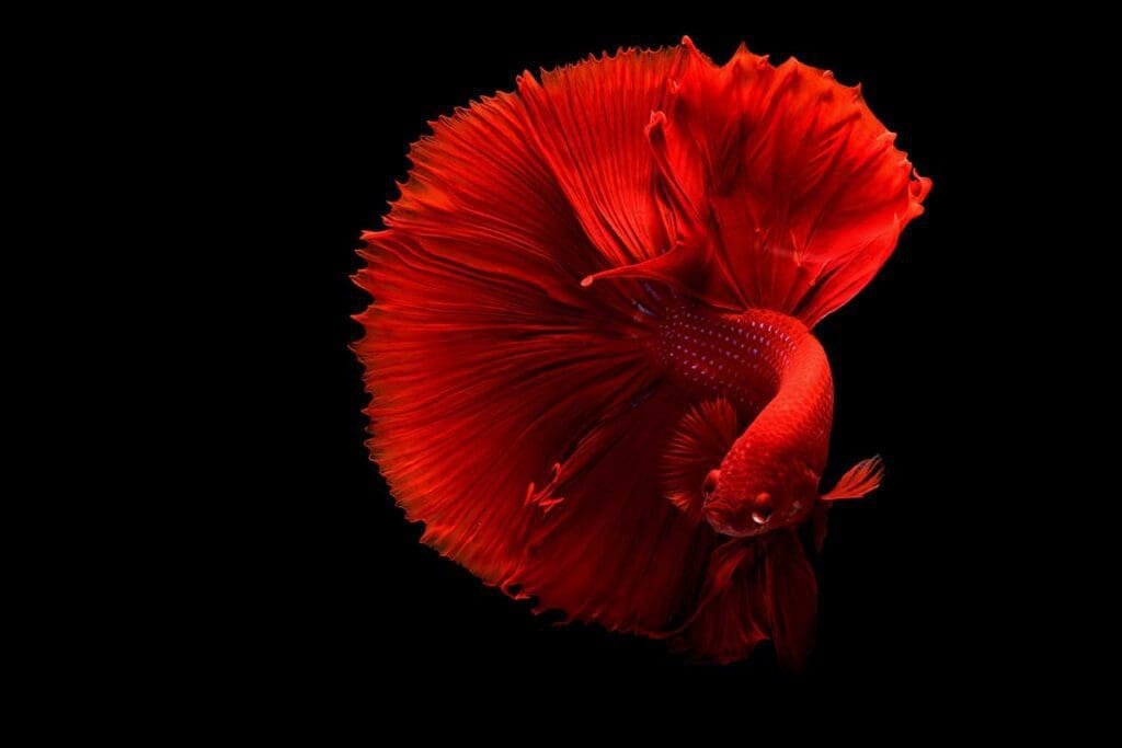 A red betta fish