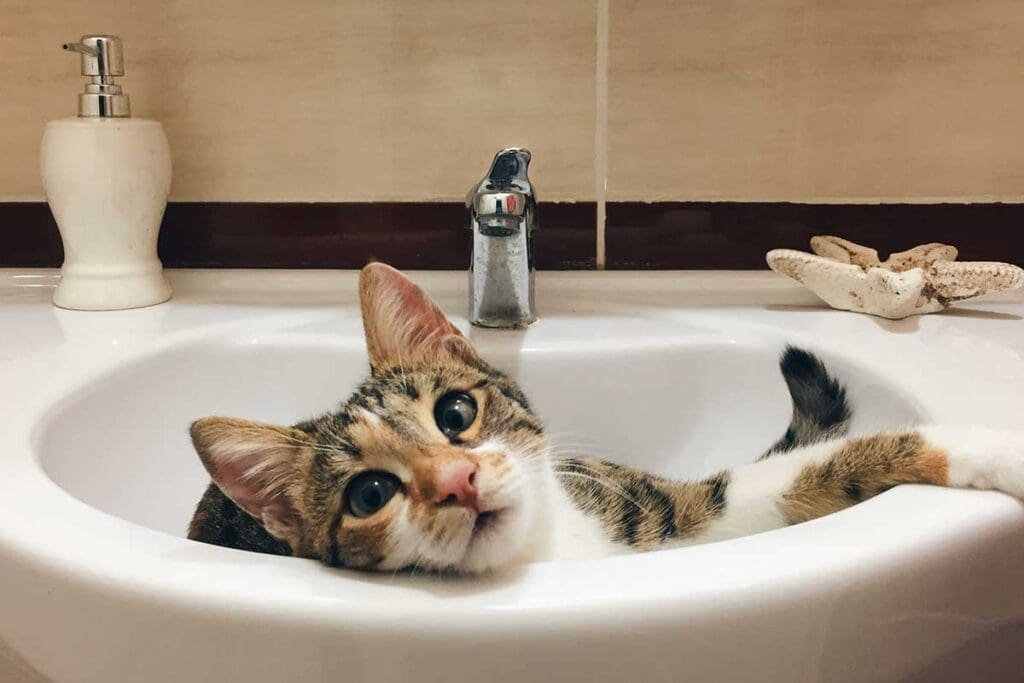 Cat in bathroom sink