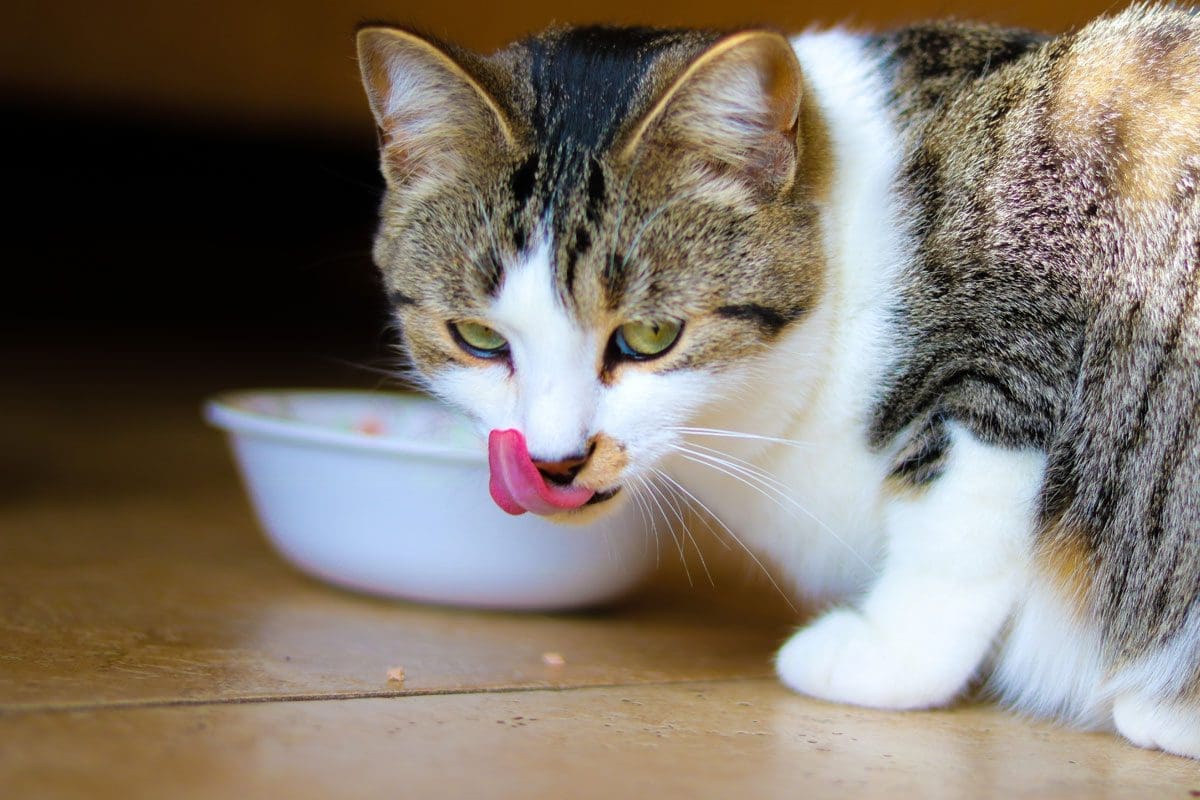 cat eating