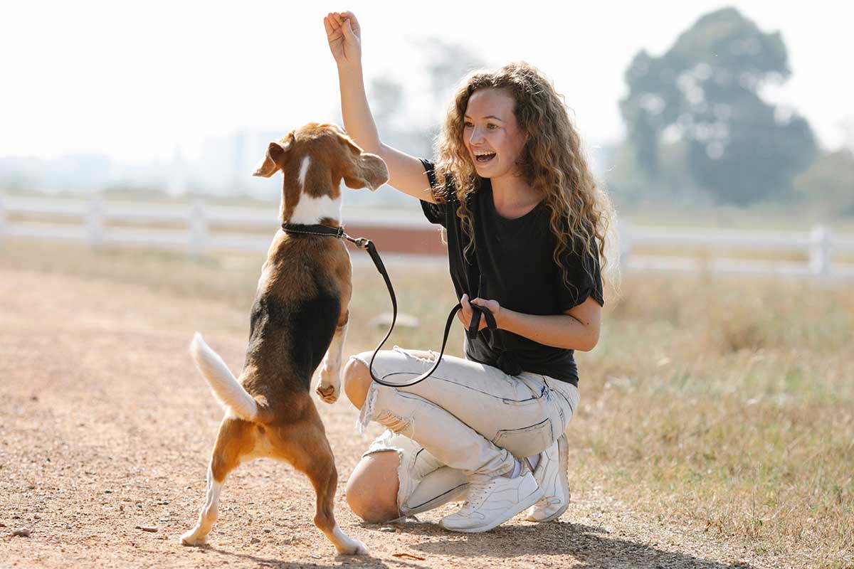 Dog performing trick for a treat