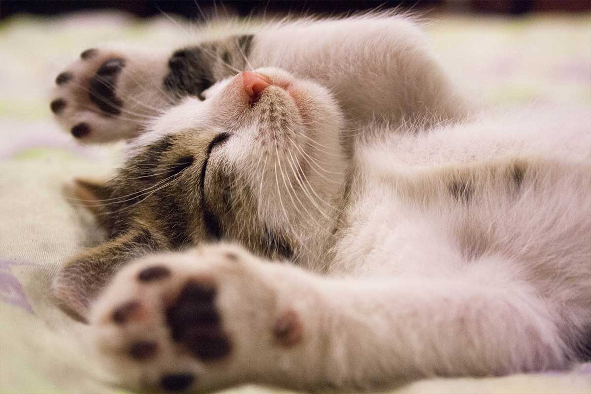 Sleeping kitten