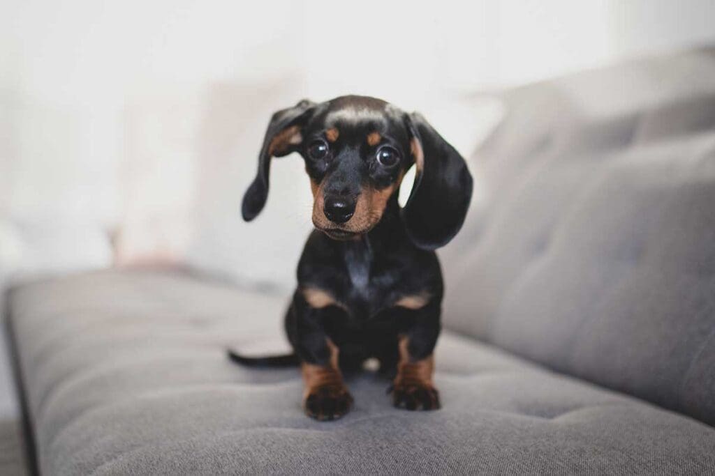 Dachshund puppy on couch