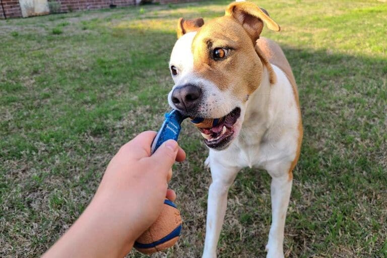 Dog playing tug of war