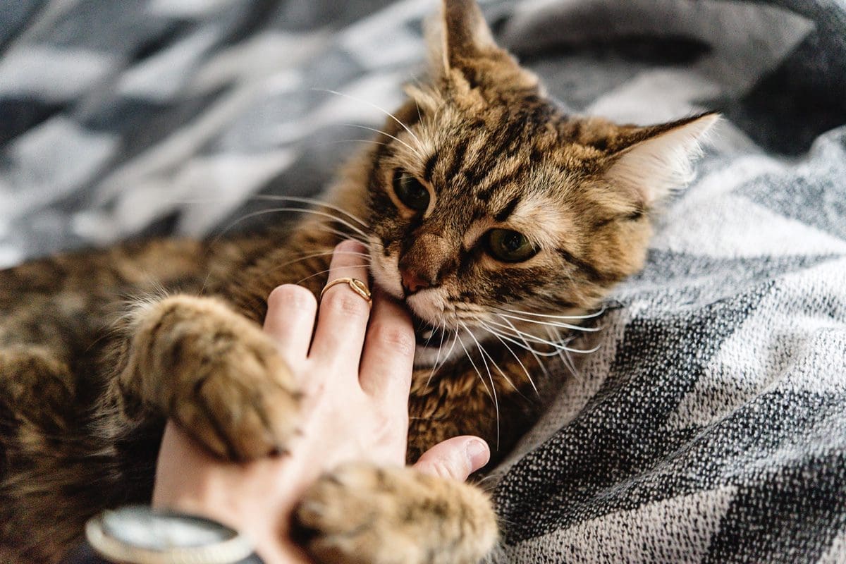 cat biting fingers