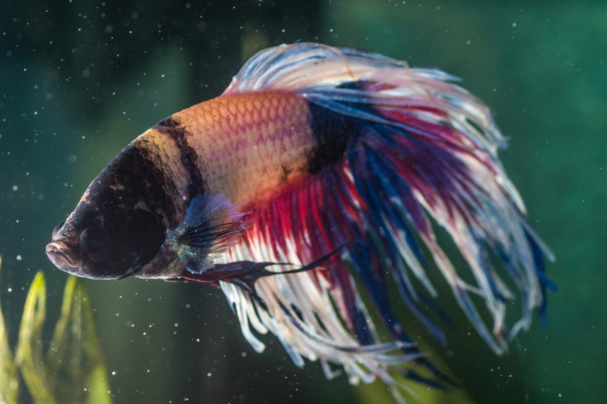sick betta fish