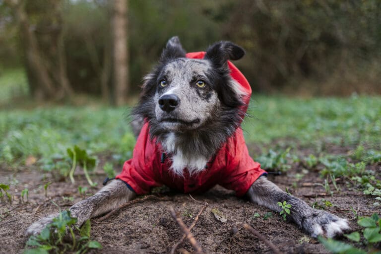 Dog in sweater play bowing