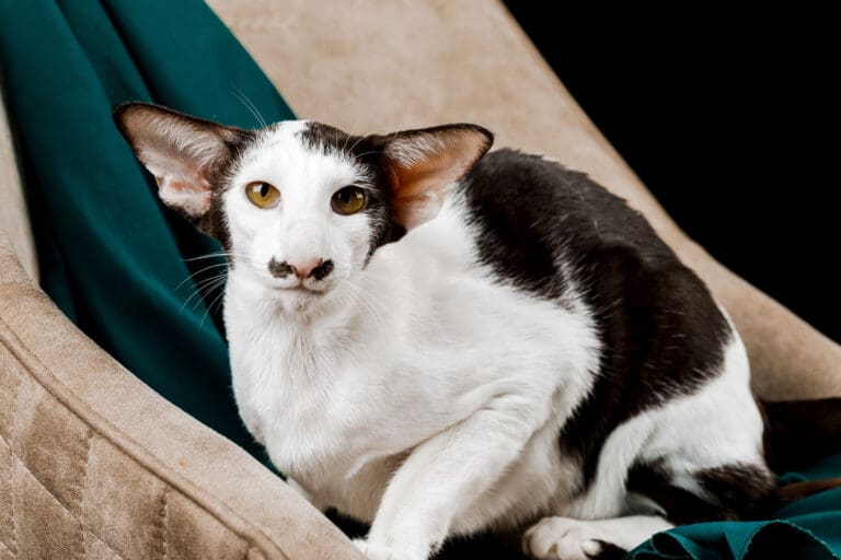Oriental Shorthair