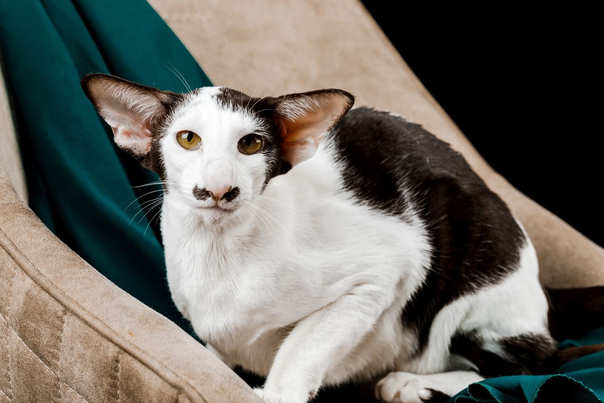 Oriental Shorthair