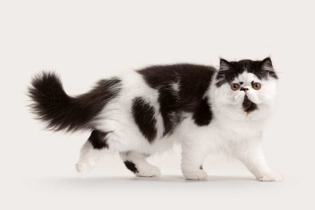 Black and white Persian cat