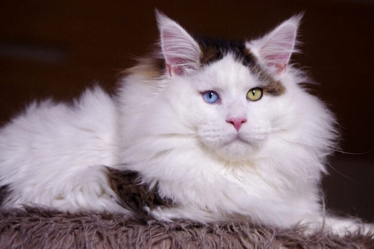 Maine Coon