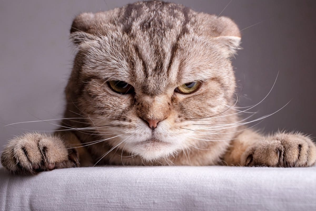 How to Discipline a Cat the Right Way Pet Hub USA