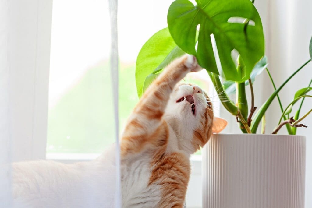 orange tabby cat messing with plant