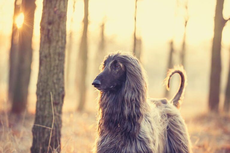 Afghan Hound