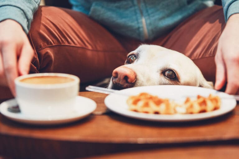 Lab begging for food
