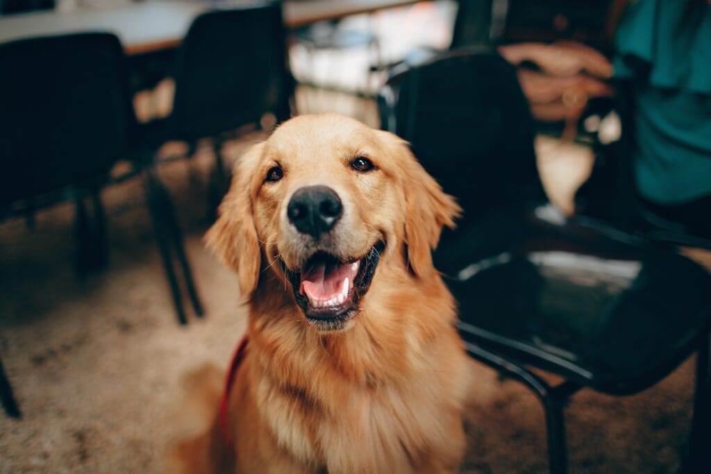 Happy dog smiling at camera