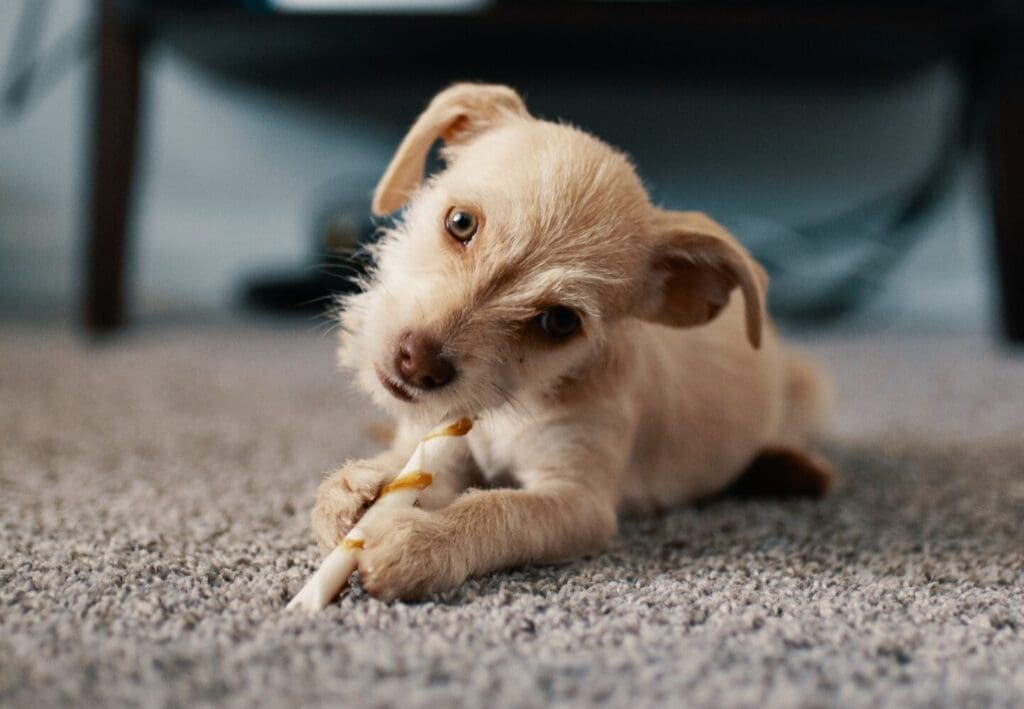 Cute puppy with a chew