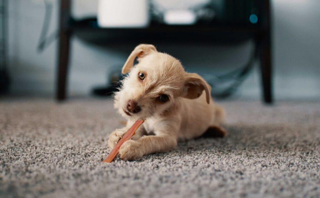 Puppy eating a collagen chew stick