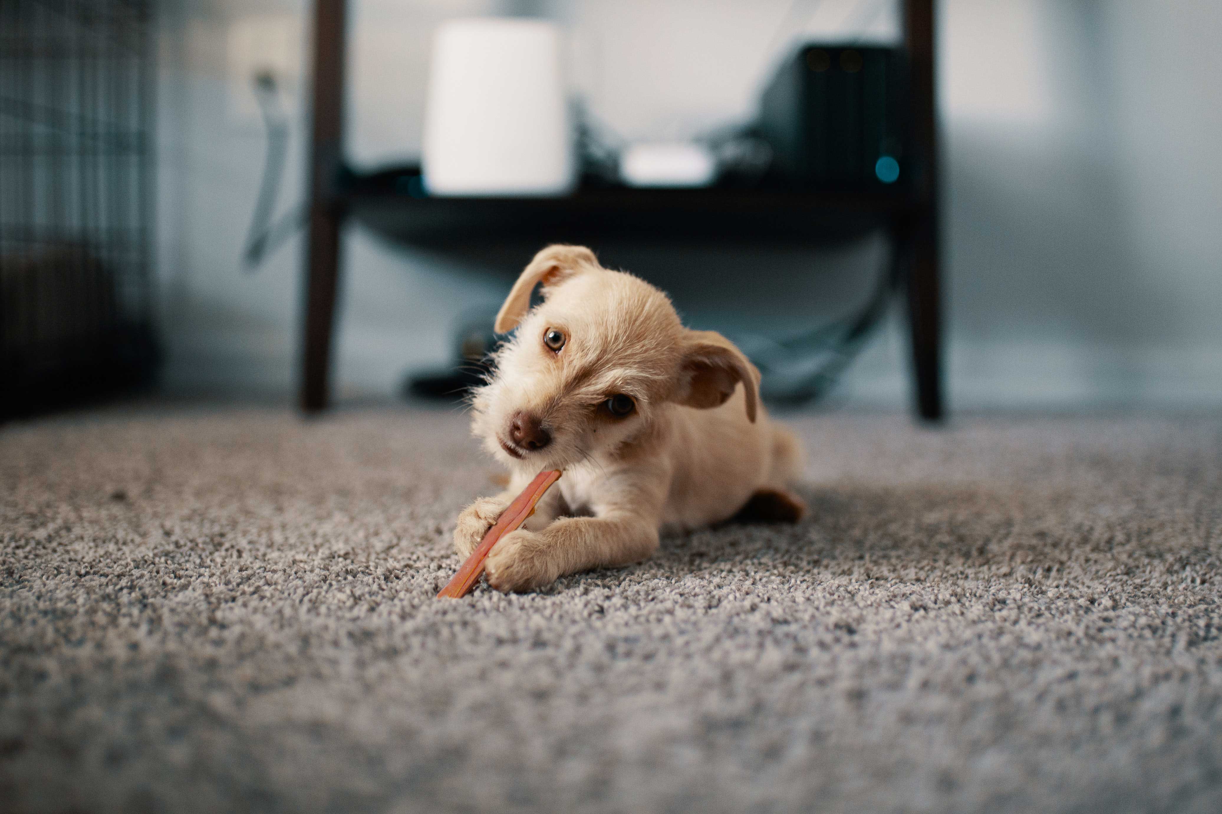 Puppy eating a collagen chew stick