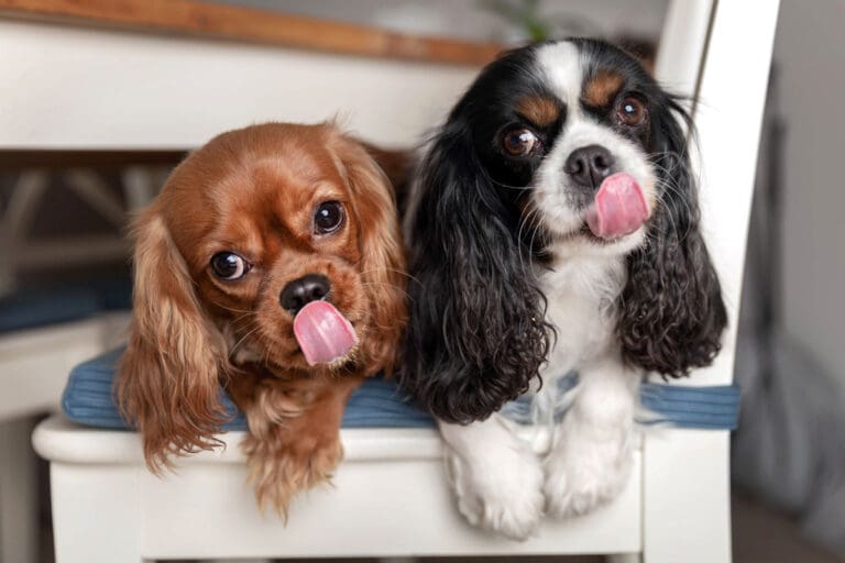 Two dogs sitting side by side