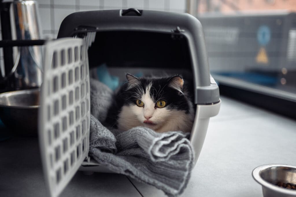 black and white cat in crate