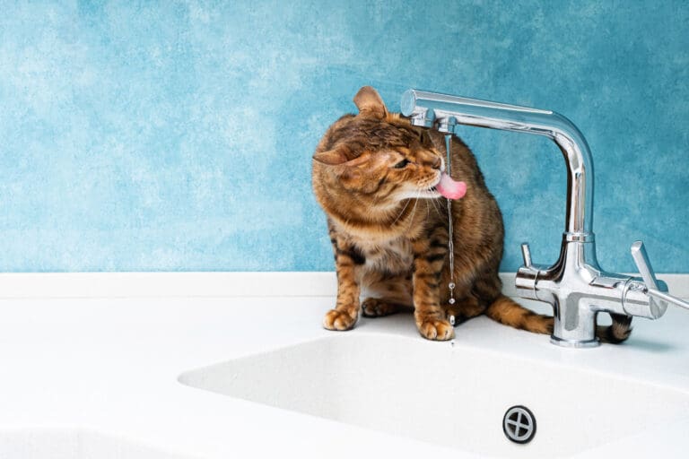 cat drinking out of faucet