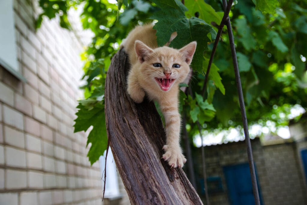 kitten in tree meowing