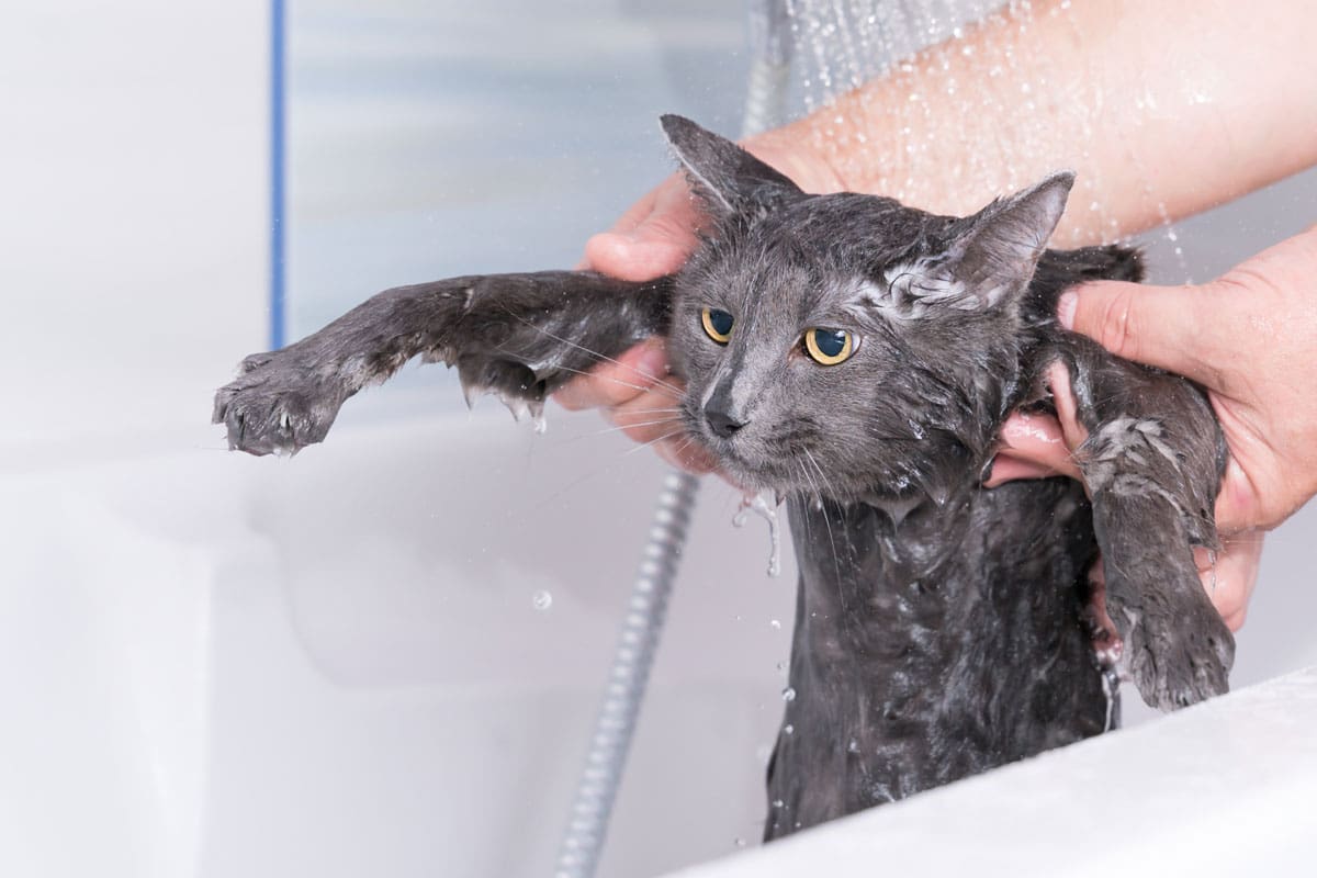 cat bath