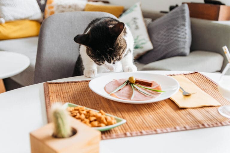 cat-eating-off-plate