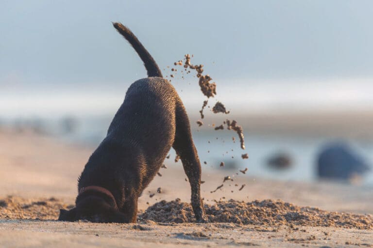 dog-digging