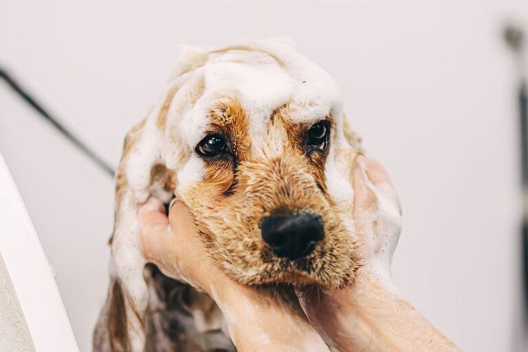 dog-shampoo
