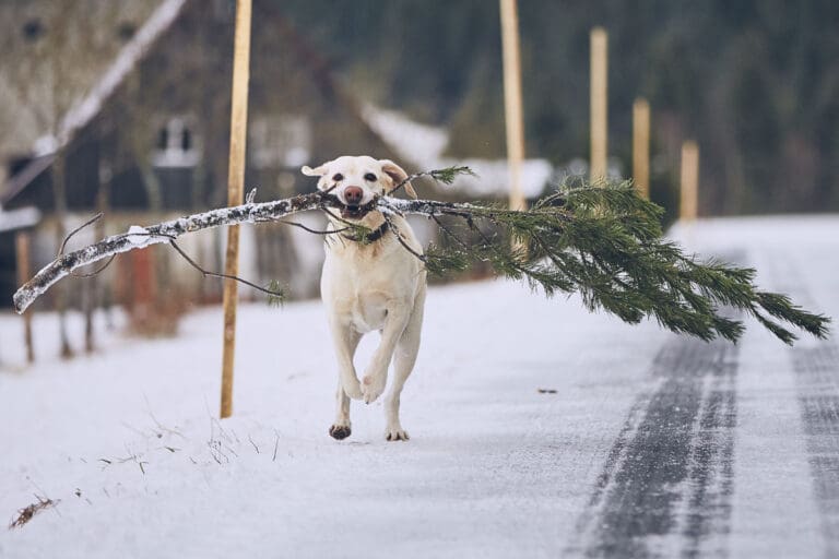 dog-with-tree