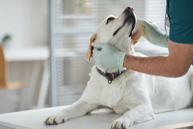 dog-at-vet