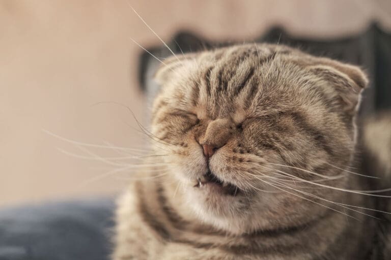 sneezing-cat