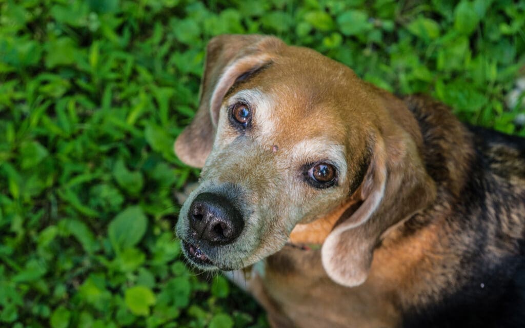 old beagle in grass