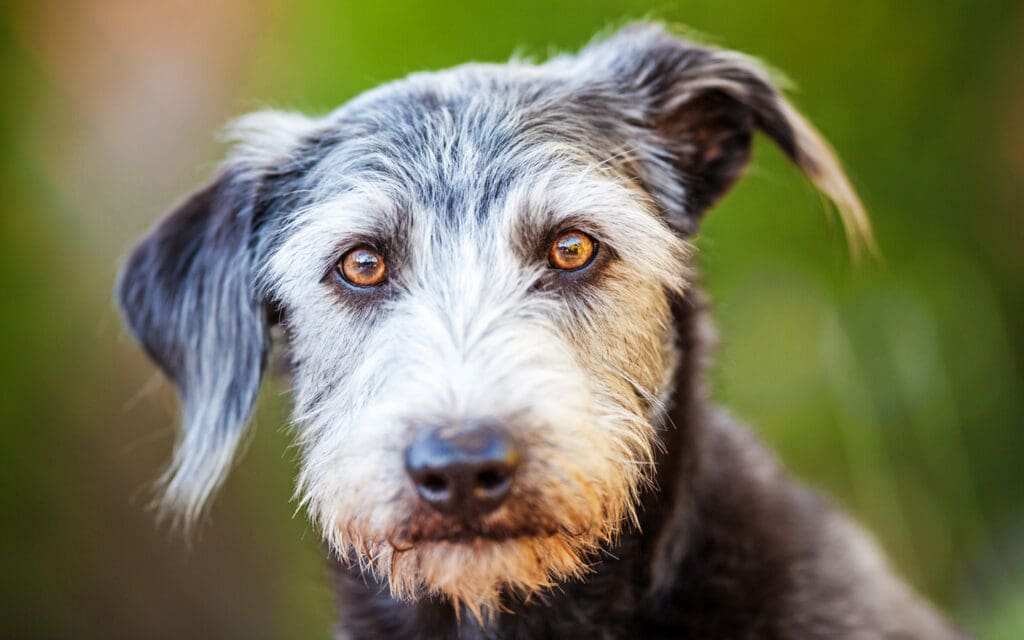 old terrier with gold eyes