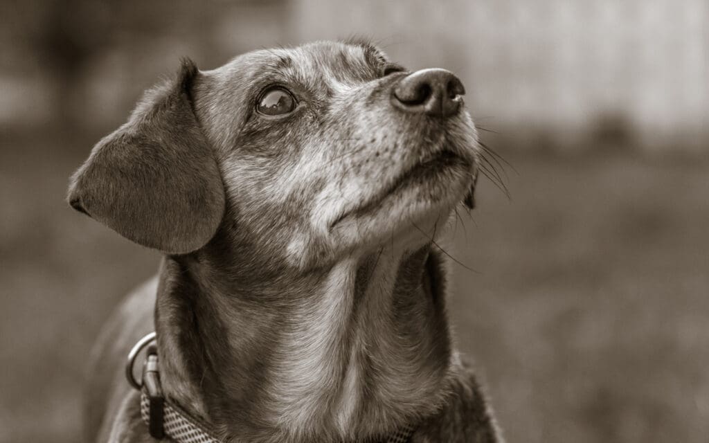 older dog in black and white