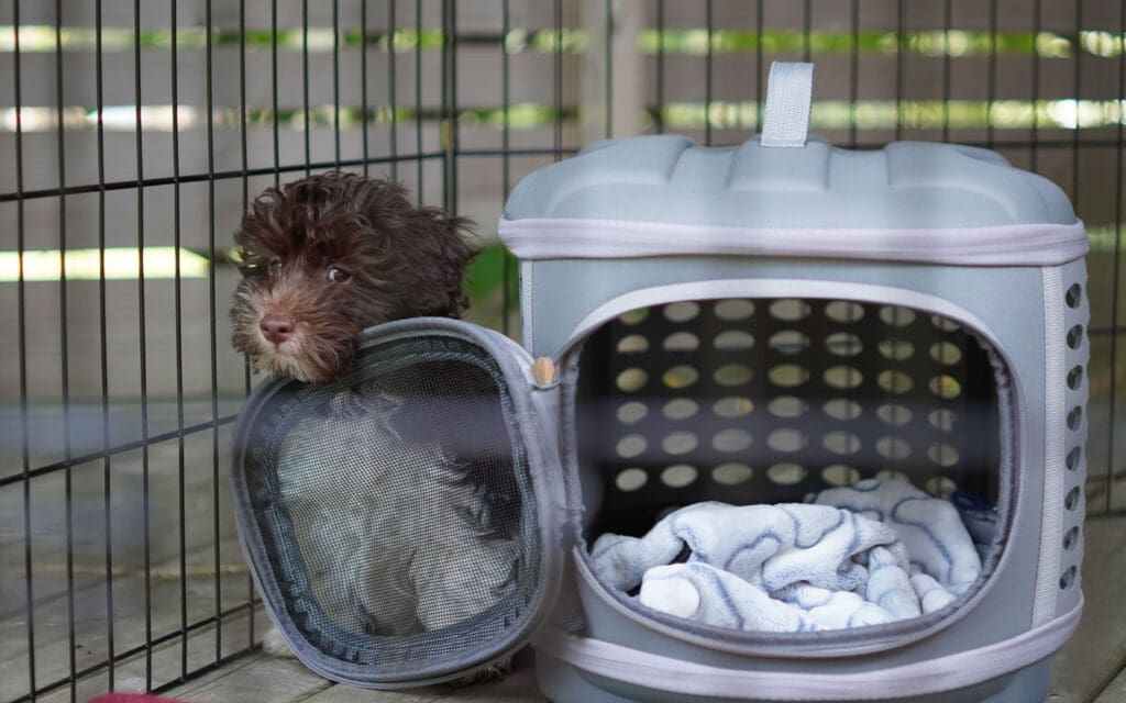 Scared puppy in crate