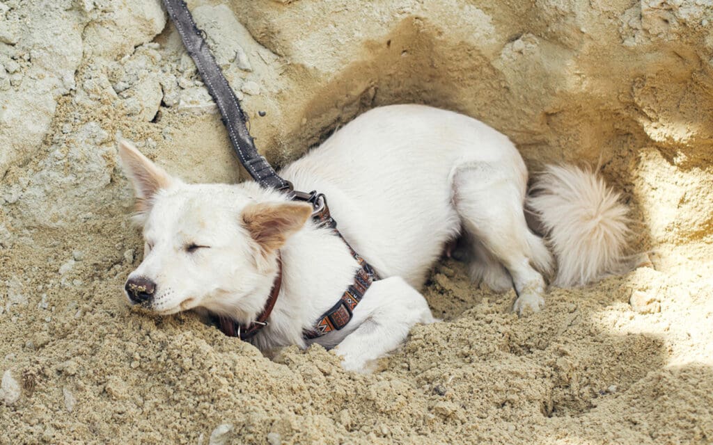 Dog lying in dug hole