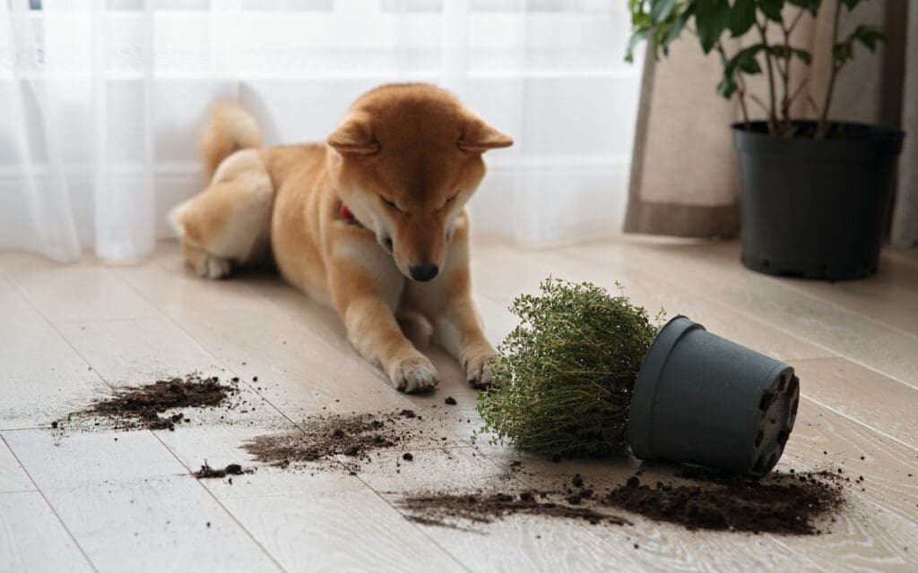 Dog digging in planter