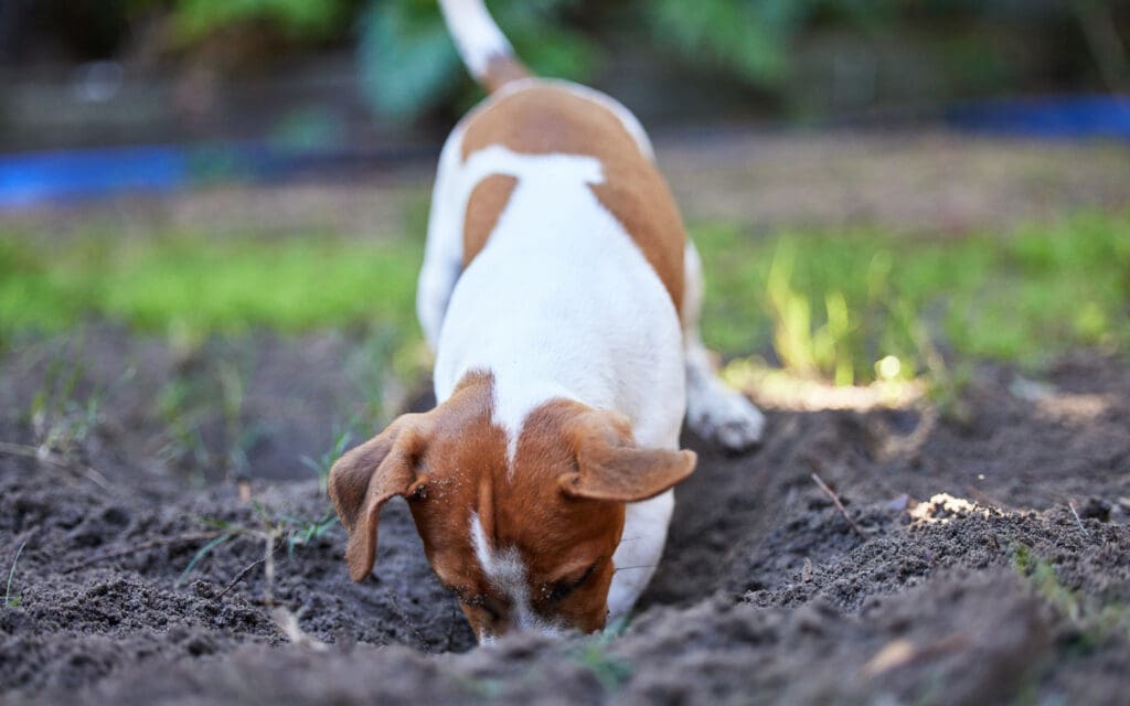Jack Russell Digging