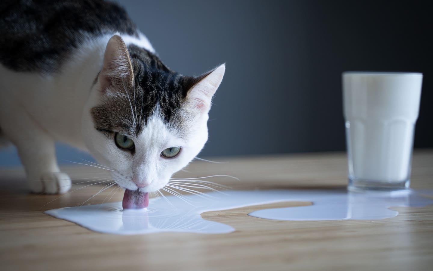 cat drinking milk