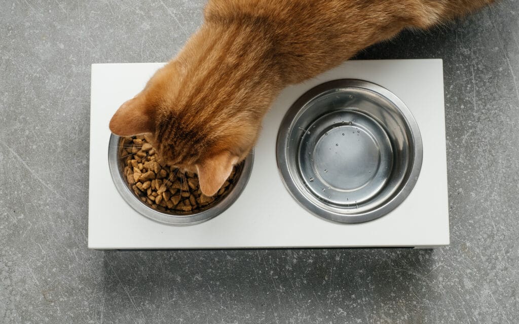 ginger cat eating